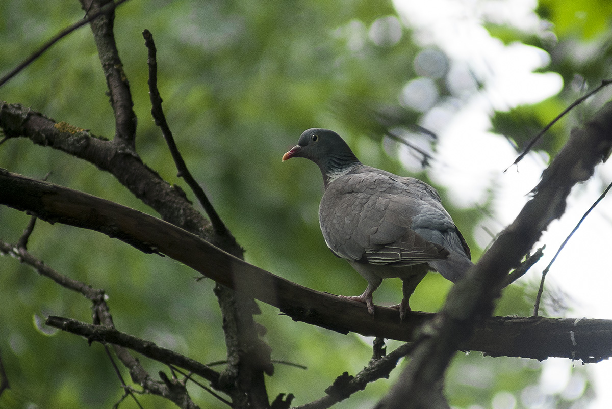 Stock Dove