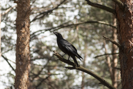 Raven