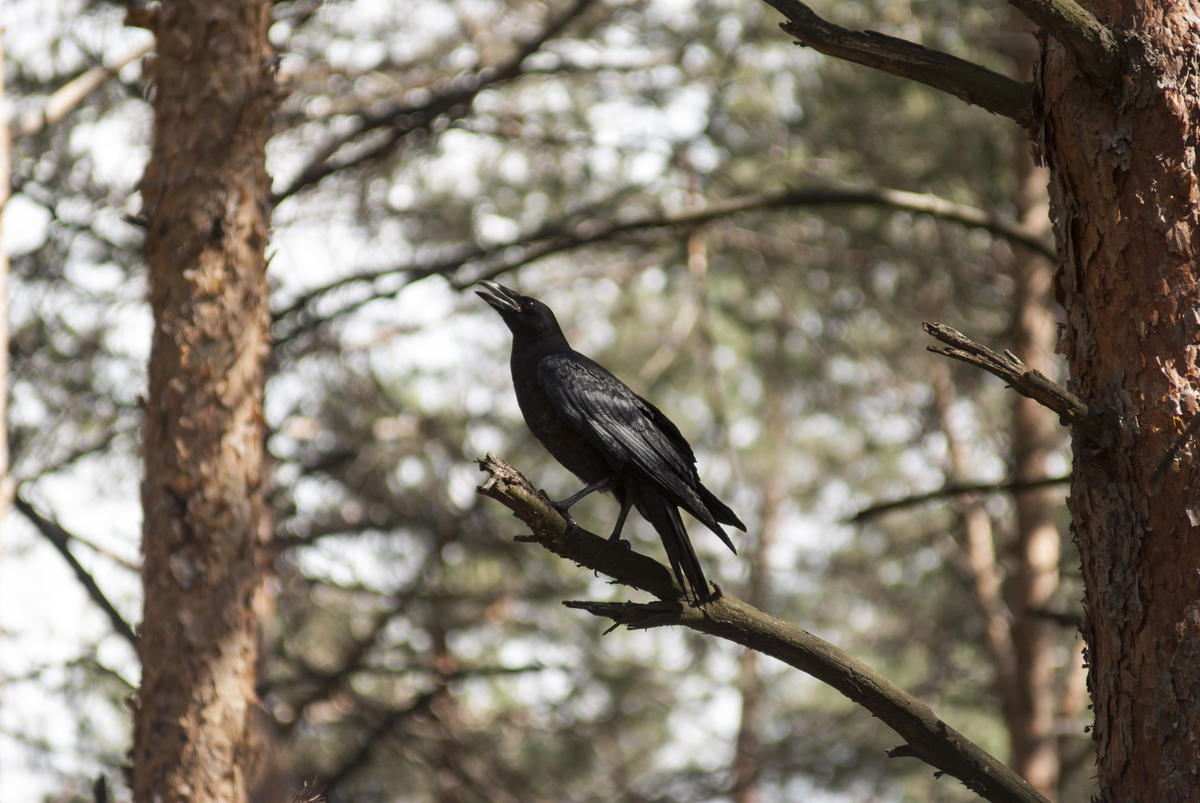 Raven
