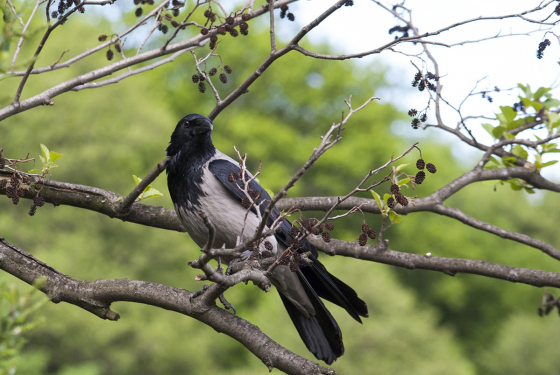 Hooded Crow