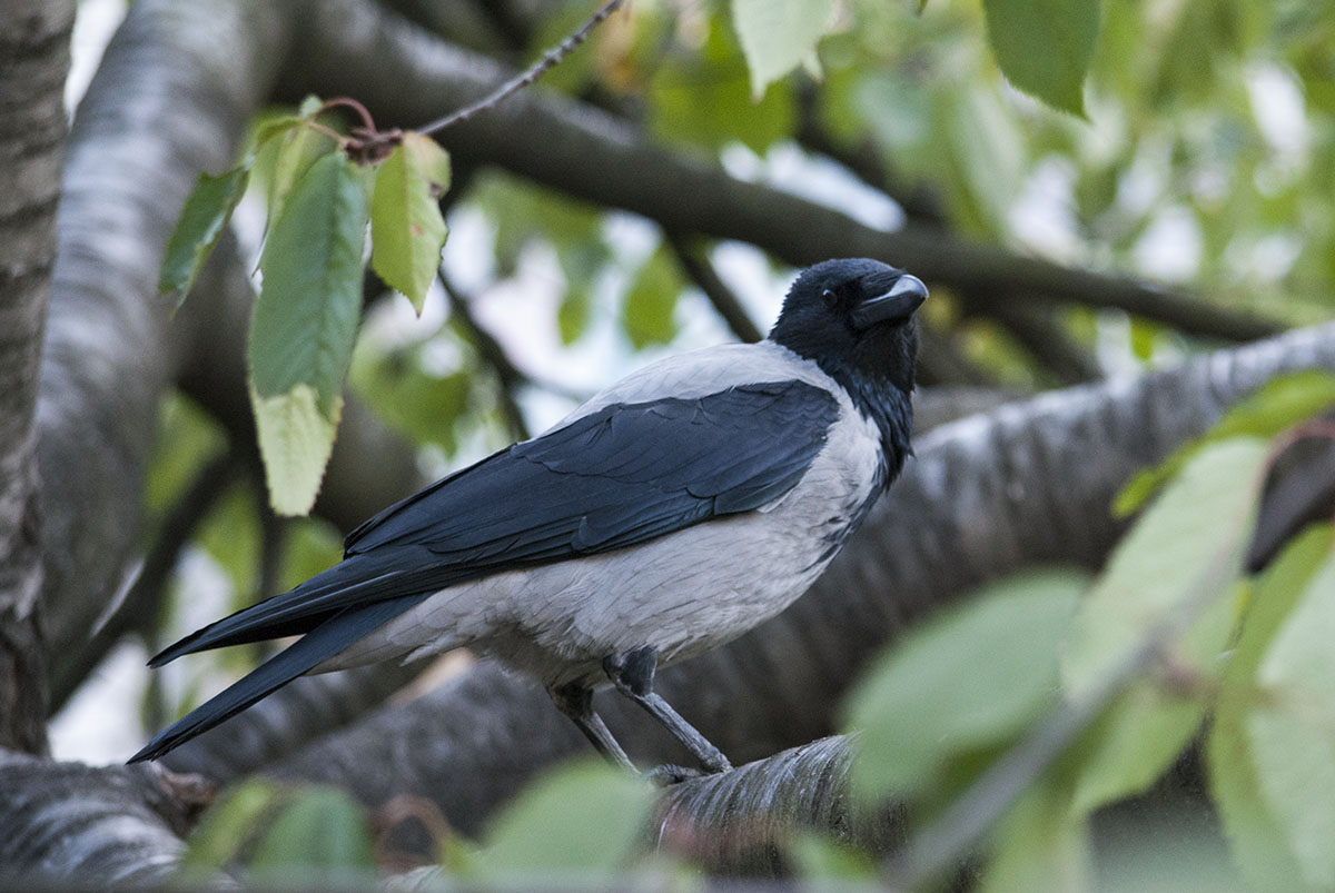 Hooded Crow