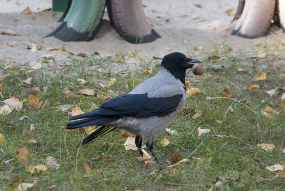 Hooded Crow