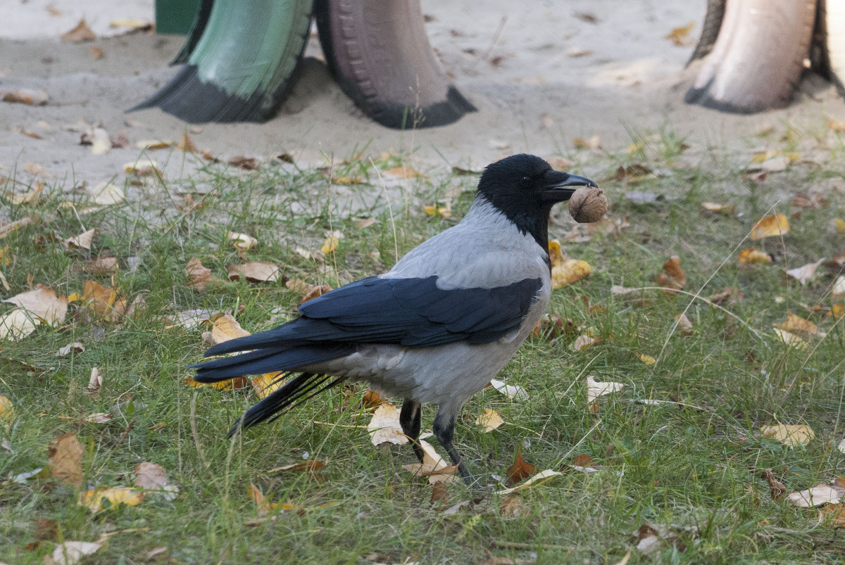 Hooded Crow