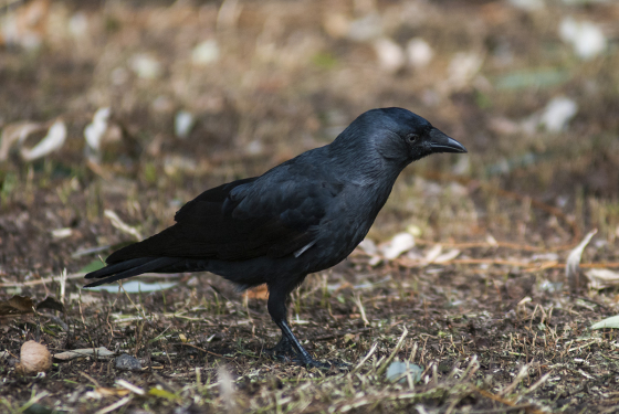 Jackdaw