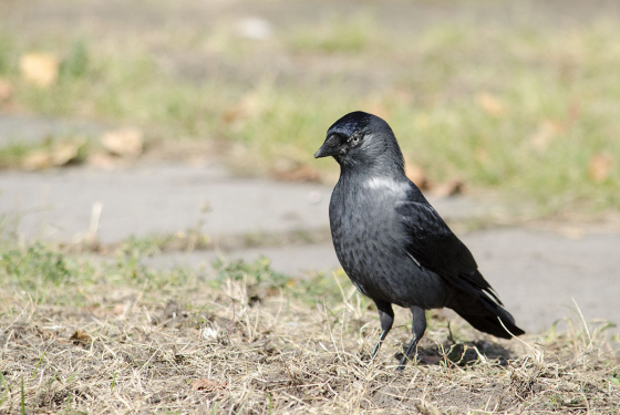 Jackdaw
