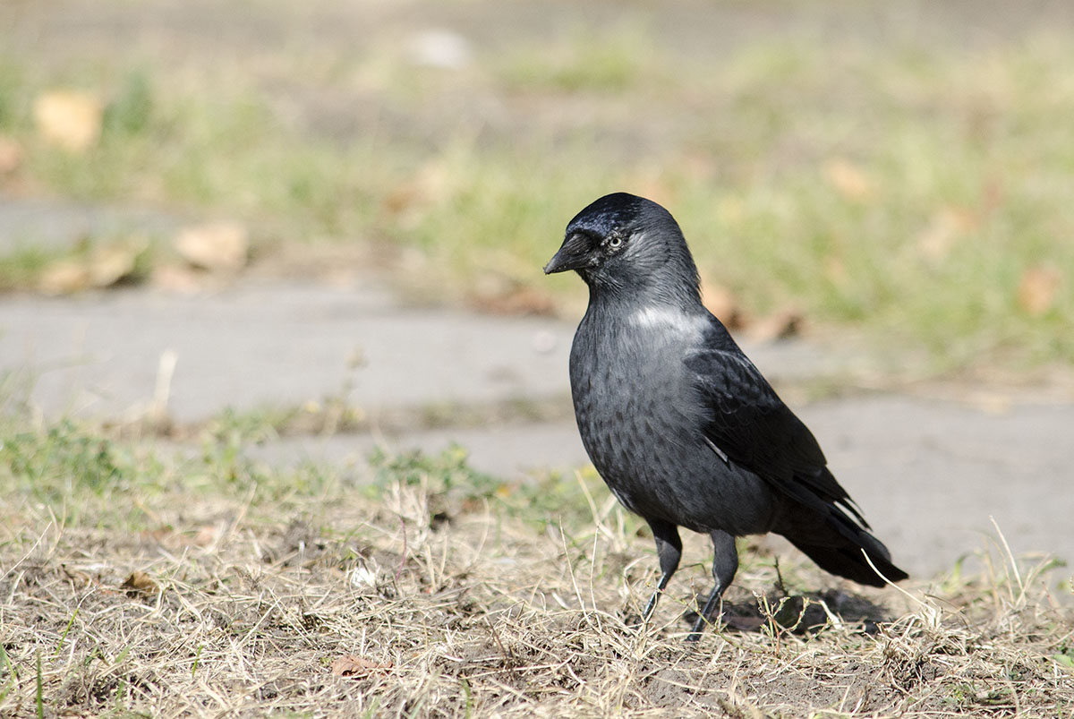 Jackdaw