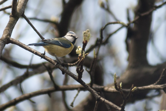 Eurasian blue tit