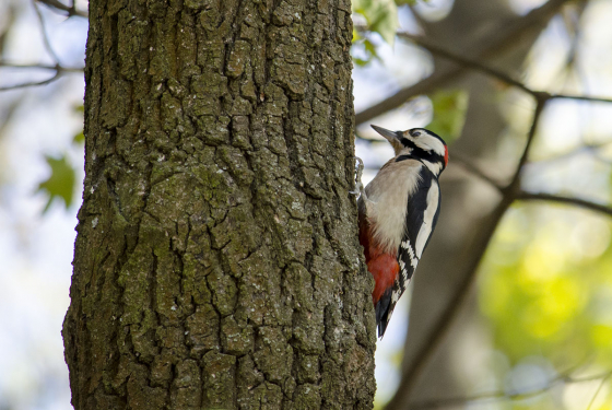 Great spotted woodpecker