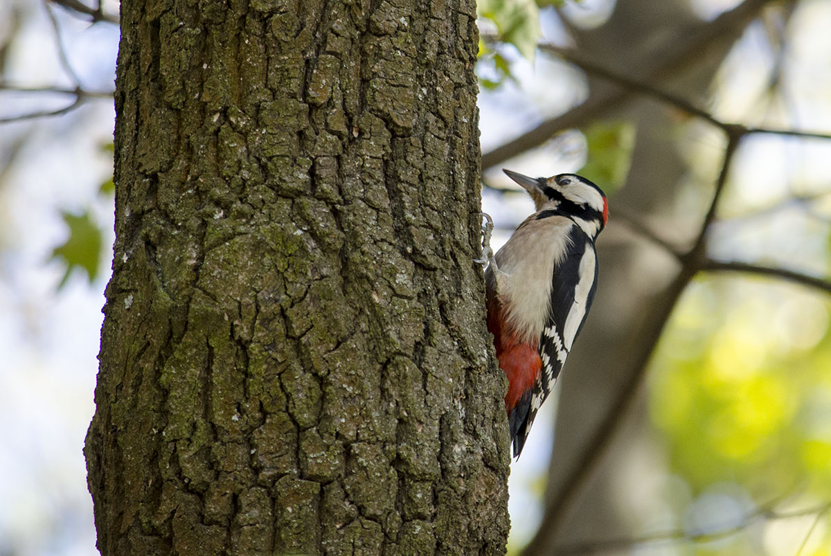 Great spotted woodpecker