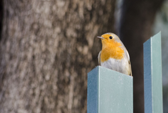 European robin