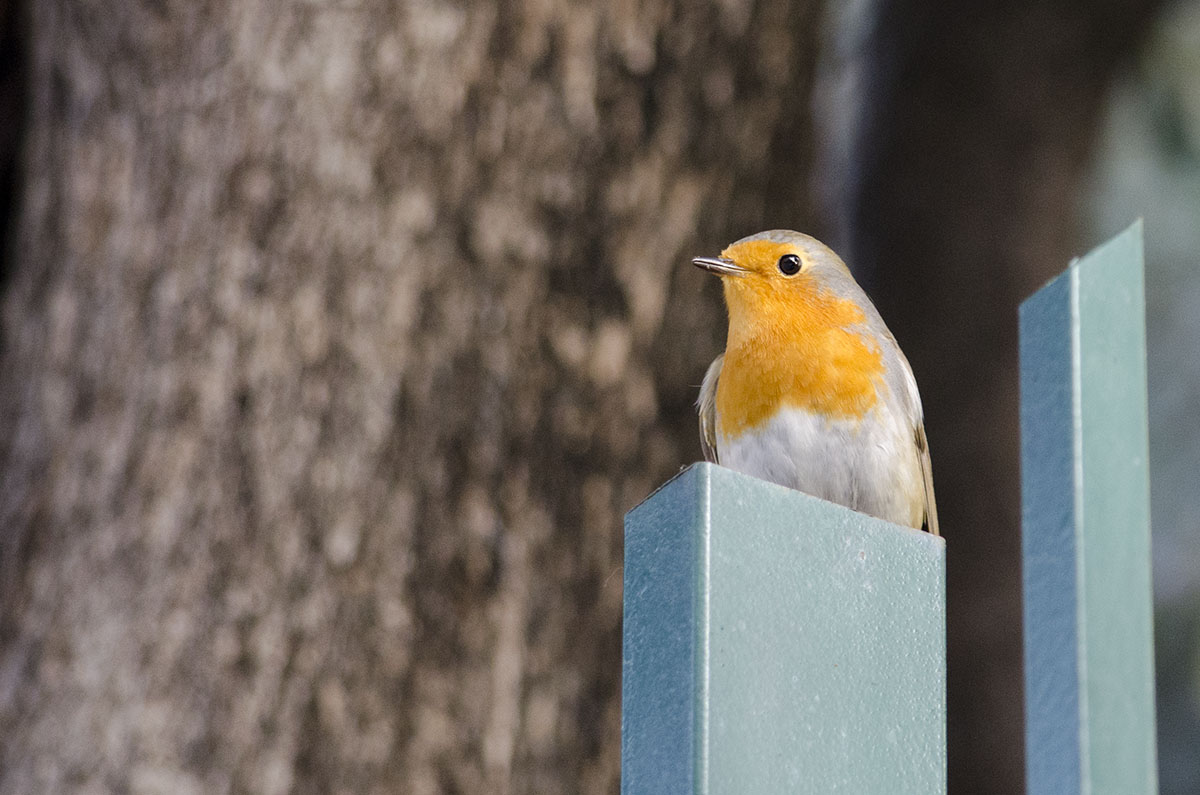European robin