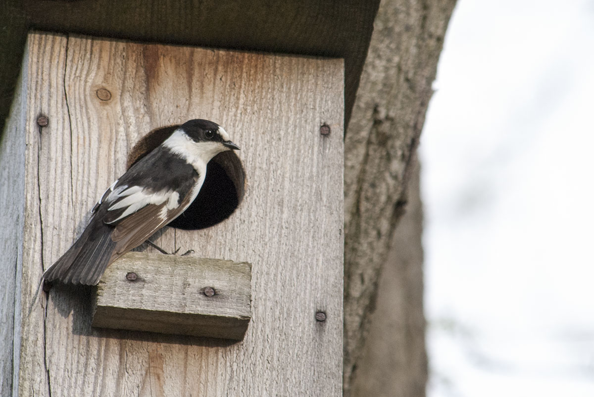 Collared flycatcher