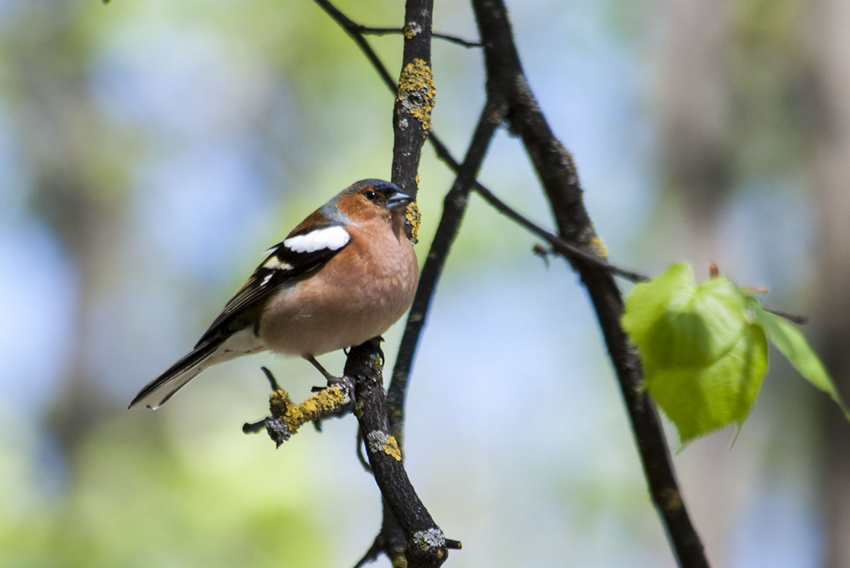 Chaffinch