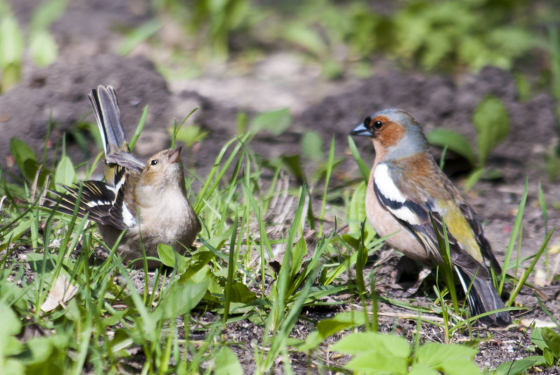 Chaffinch