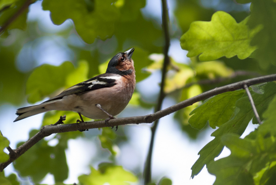 Chaffinch