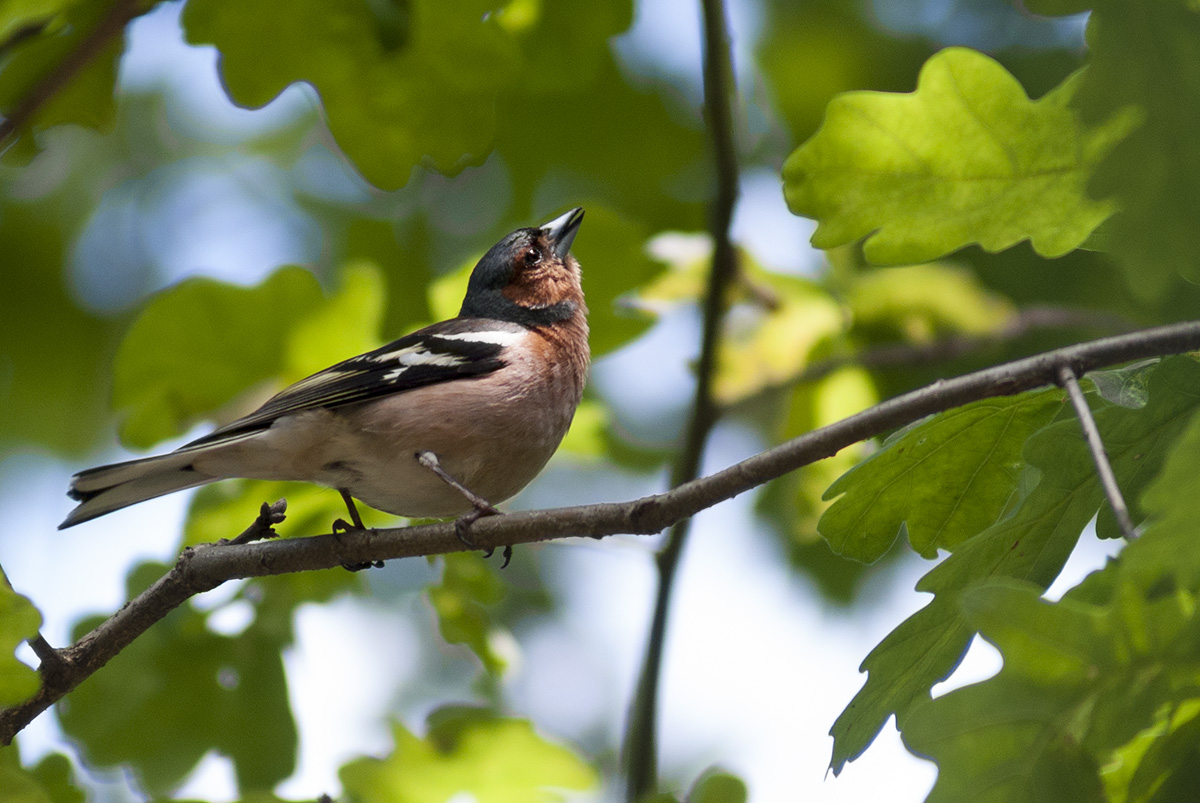 Chaffinch