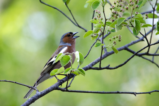 Chaffinch