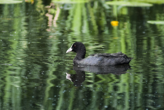 Eurasian Coot