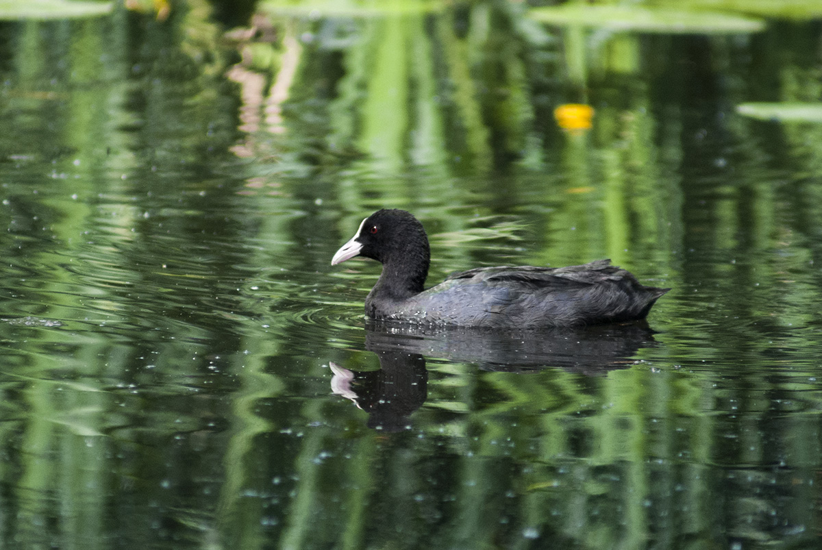 Eurasian Coot