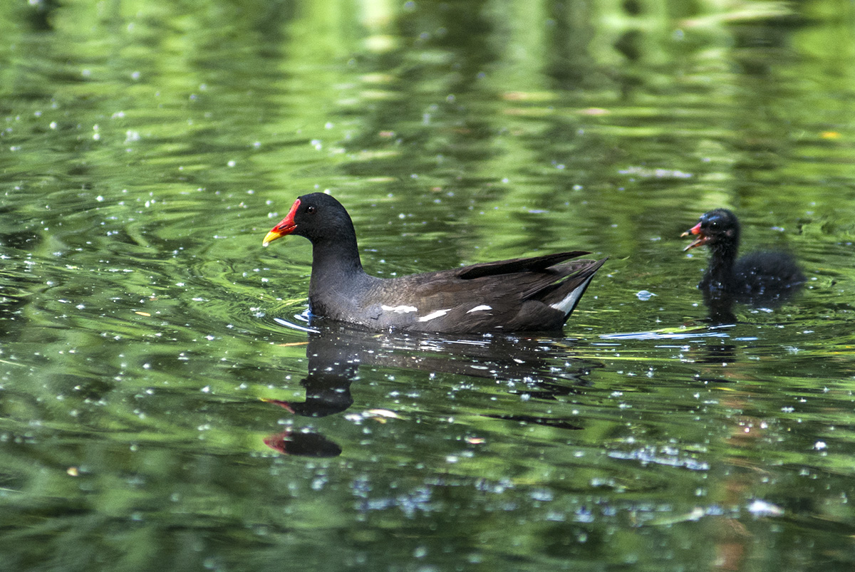 Moorhen