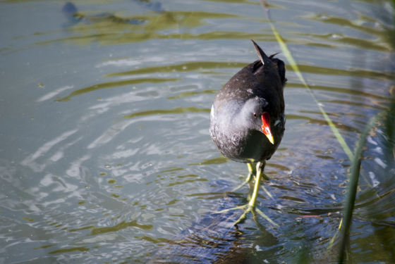 Moorhen