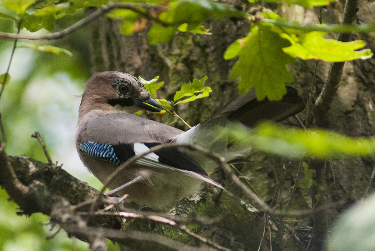 Jay