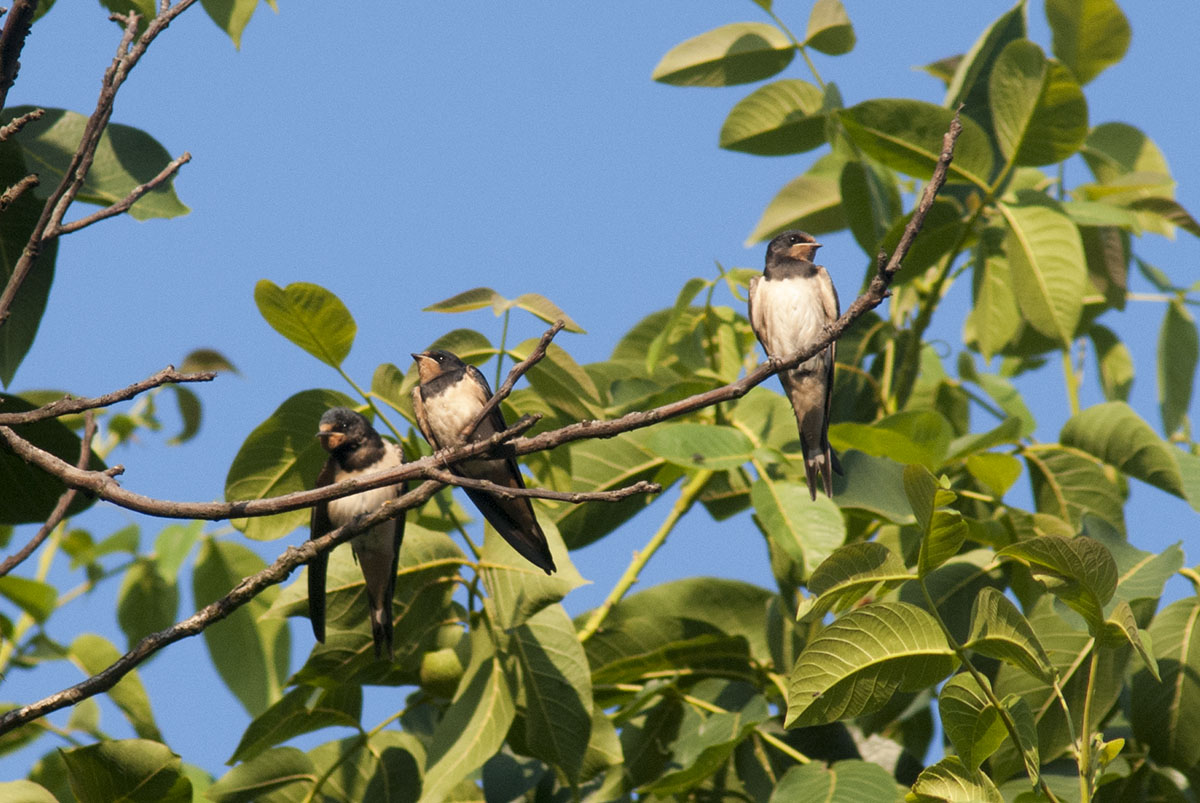 Barn Swallow
