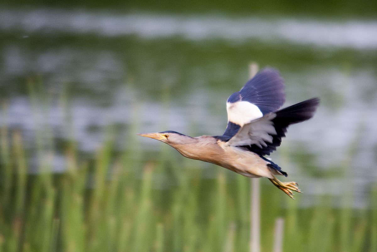 Little bittern