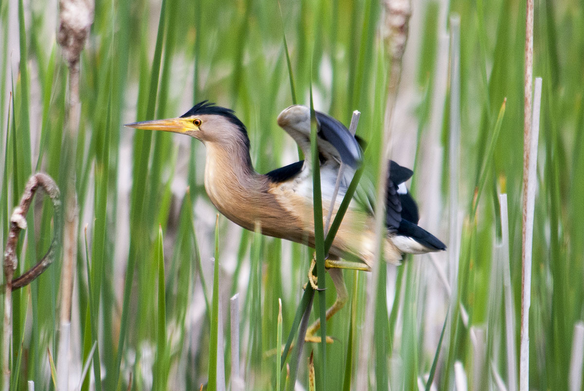Little bittern