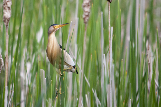 Little bittern