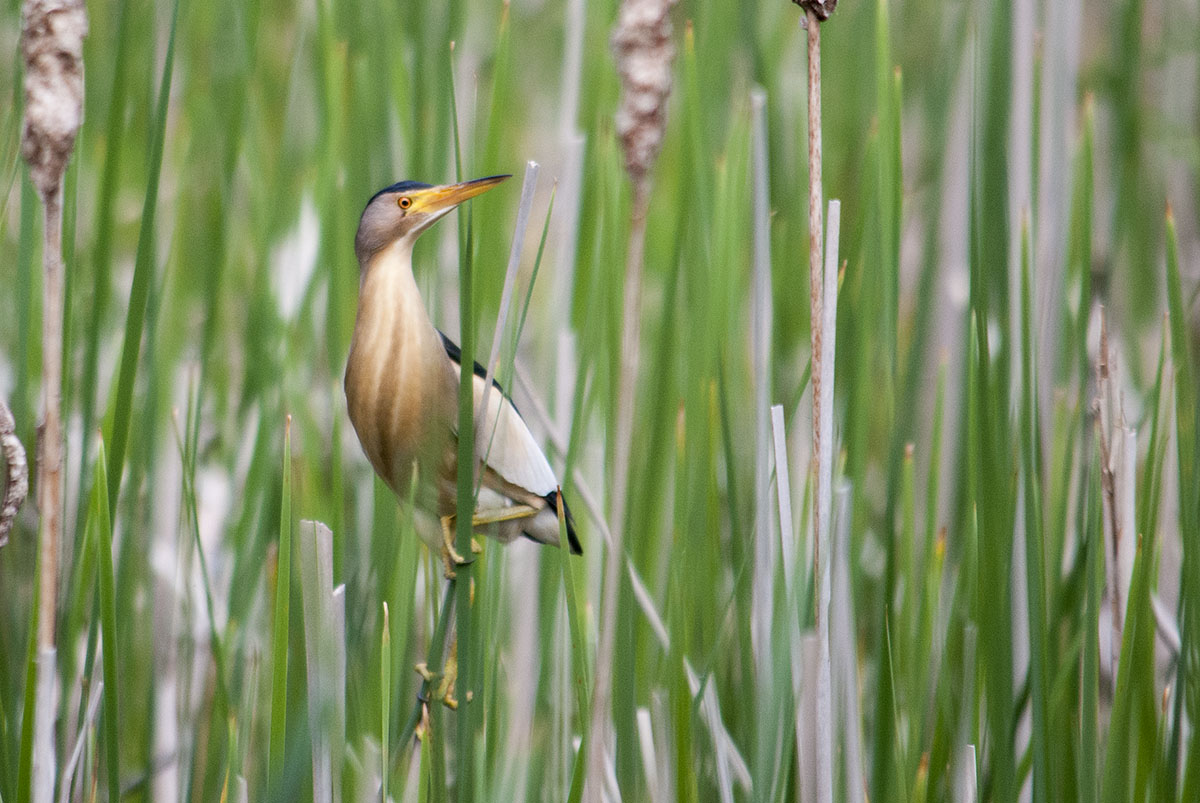 Little bittern