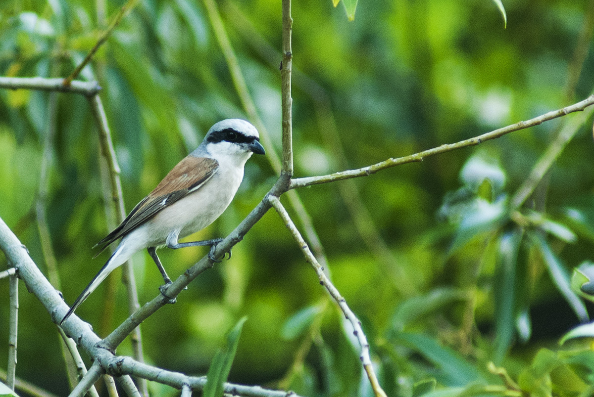 Red-backed Shrike (male)