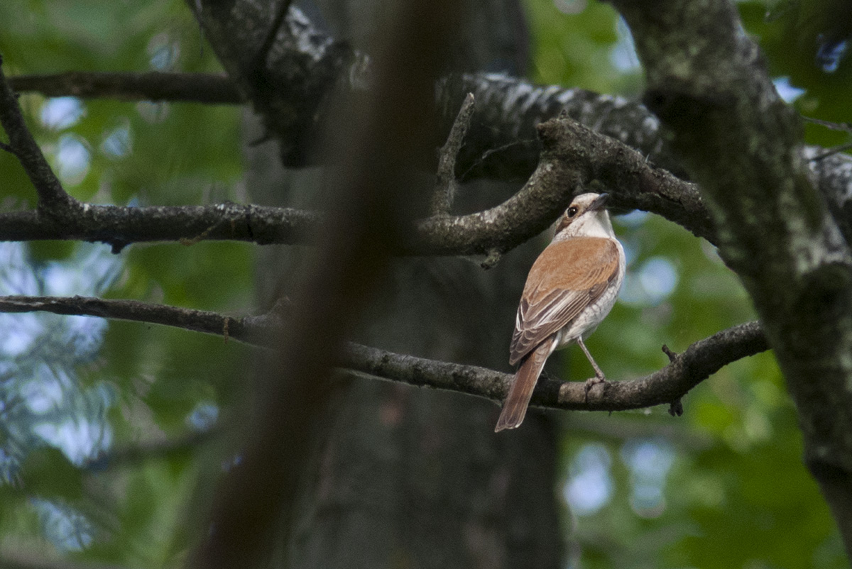 Red-backed Shrike (female))