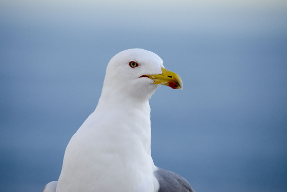 Yellow-legged gull