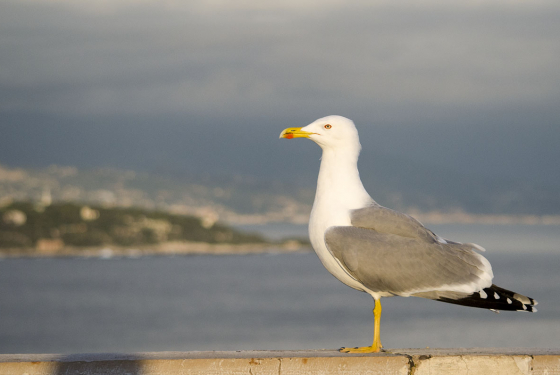 Yellow-legged gull