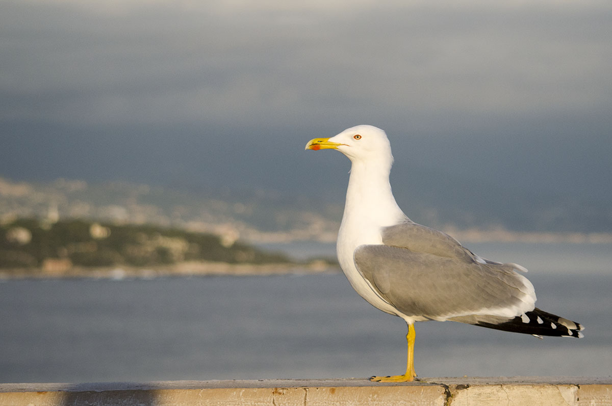 Yellow-legged gull