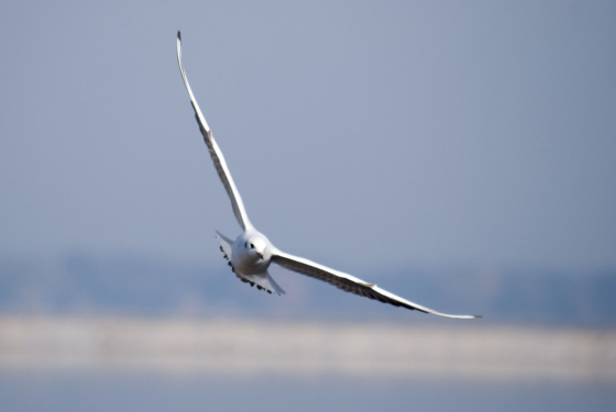 Chroicocephalus ridibundus - winter