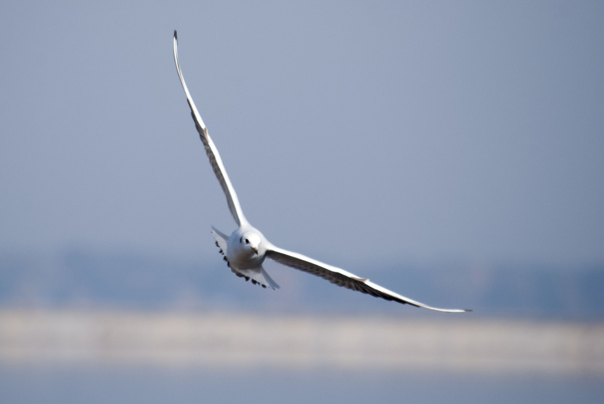 Chroicocephalus ridibundus - winter