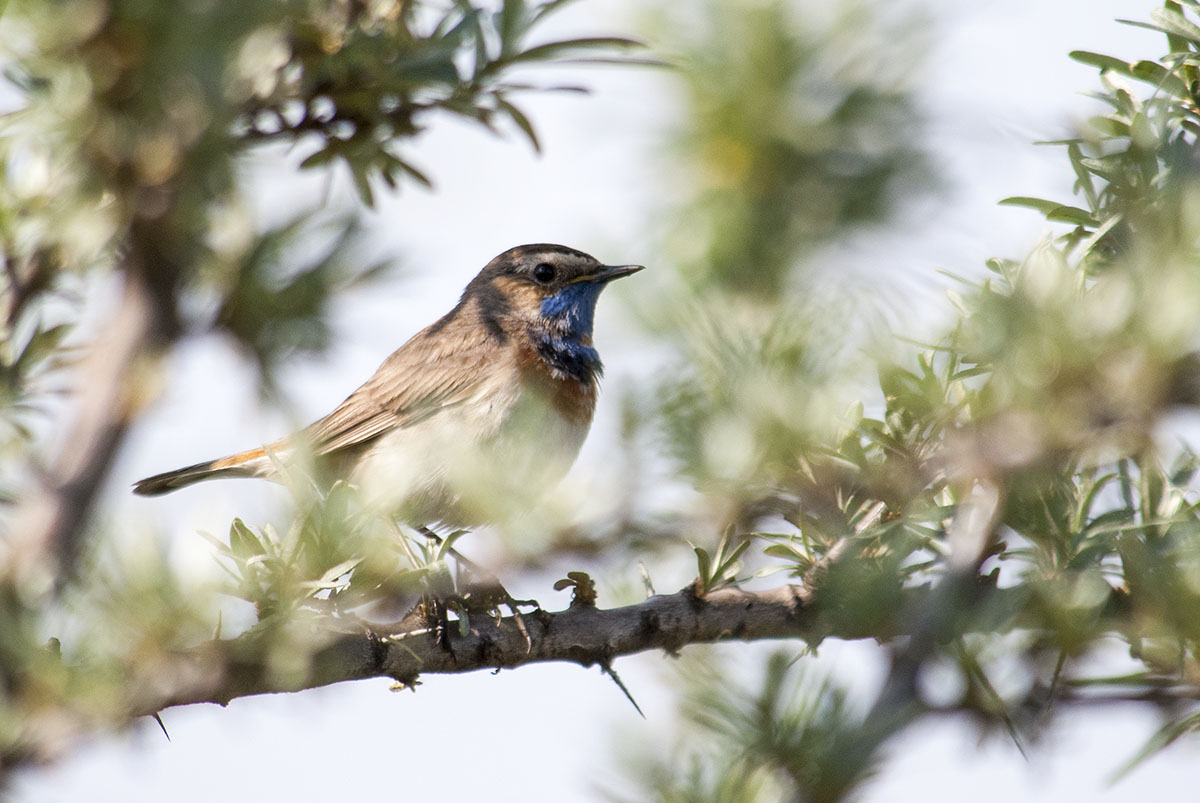 Bluethroat