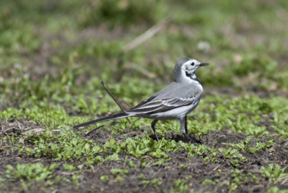 White Wagtail