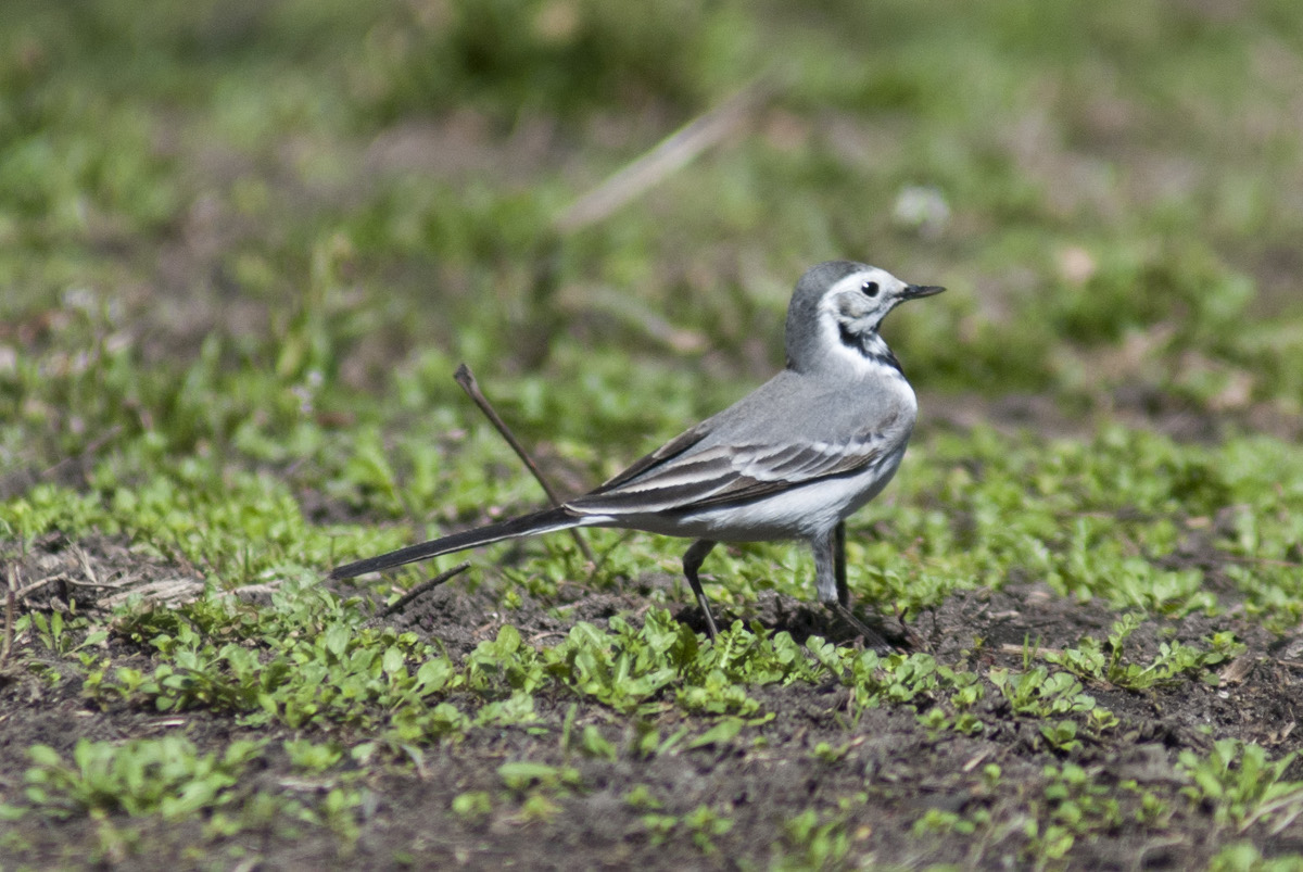 White Wagtail