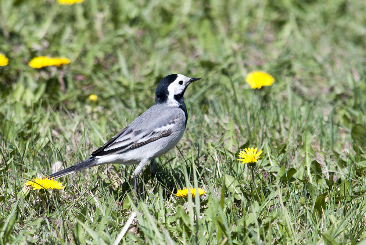 White Wagtail