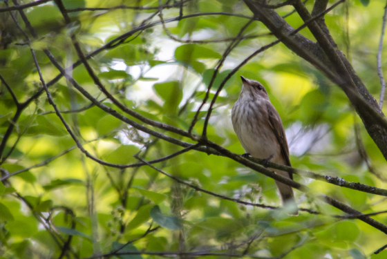 Spotted flycatcher