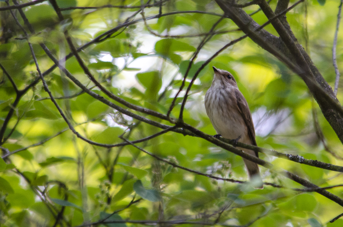 Spotted flycatcher