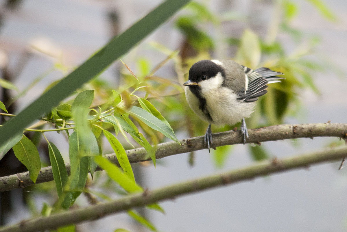 Great Tit