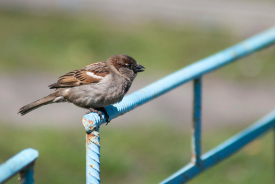 House sparrow (male)