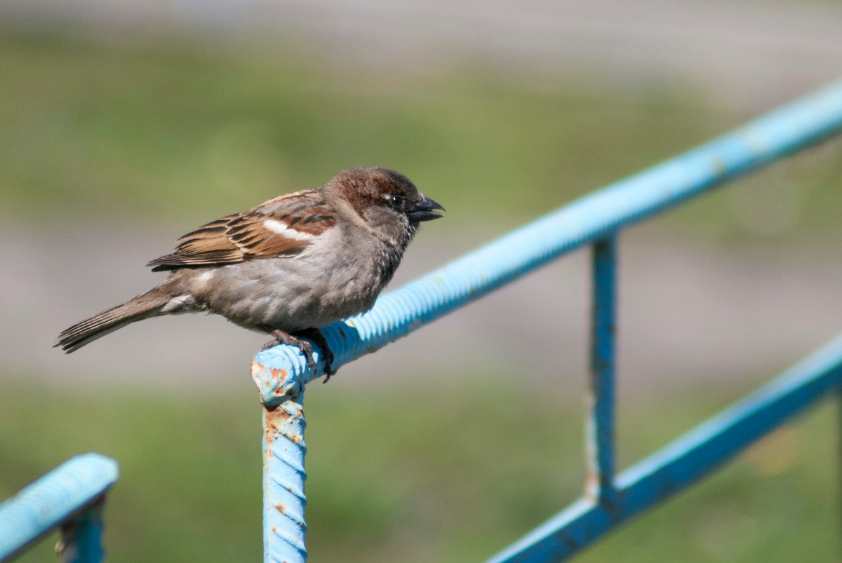 House sparrow (male)