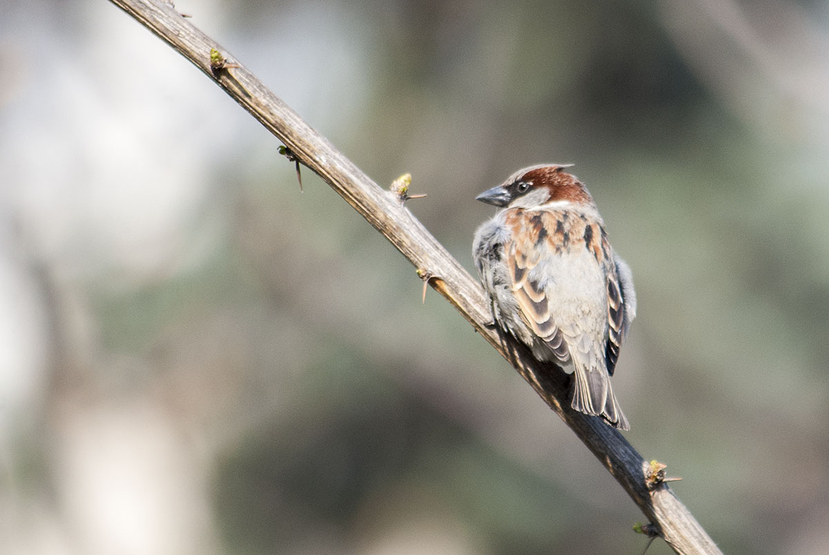 House sparrow (male)