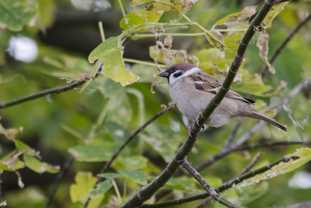 Eurasian tree sparrow