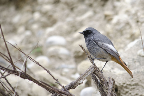 Black redstart